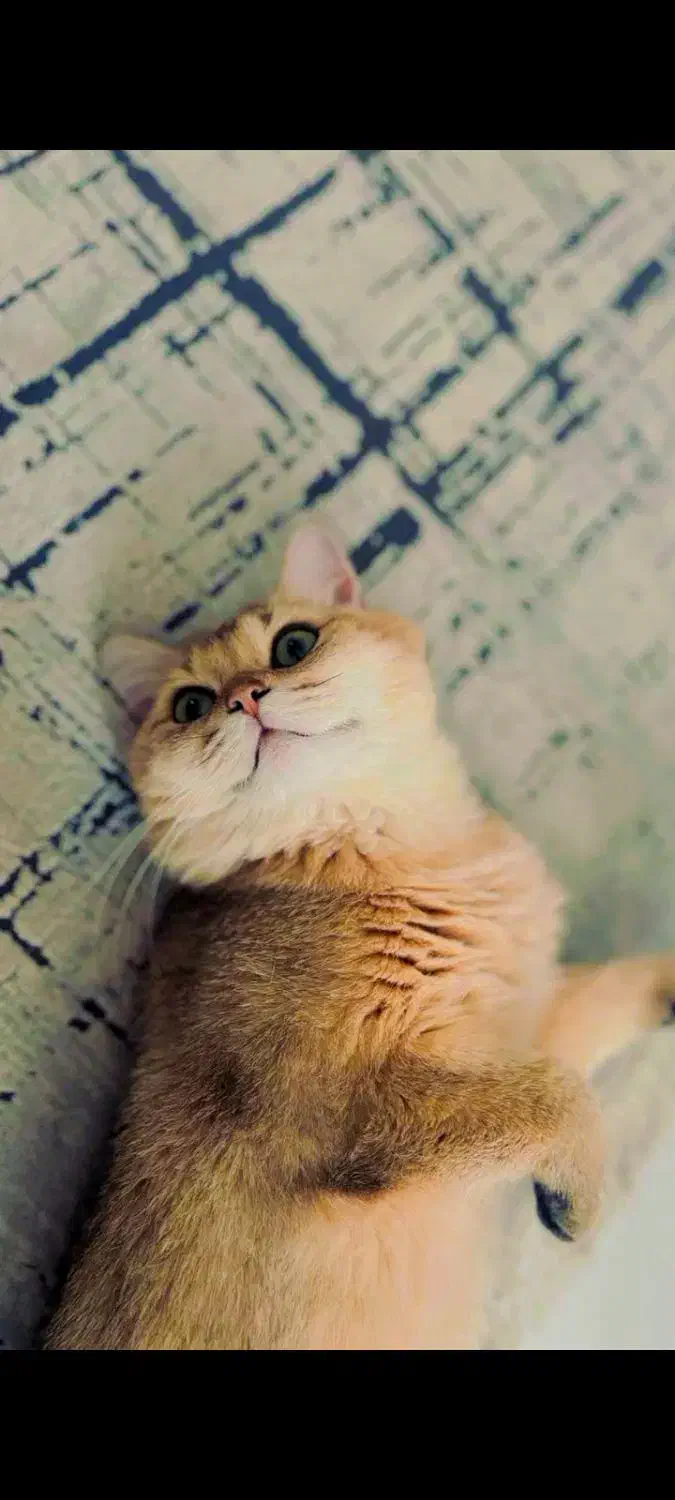 گربه نژاد برتیش نراصیل اماده جفت گیری|گربه|مشهد, الهیه|دیوار