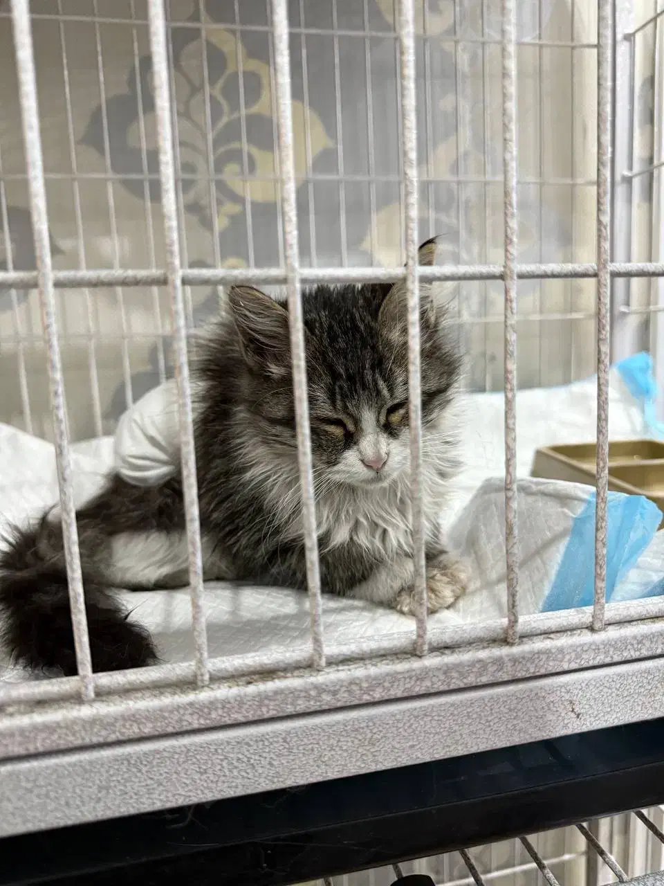 سرپرستی گربه|گربه|پردیس, فاز ۴|دیوار