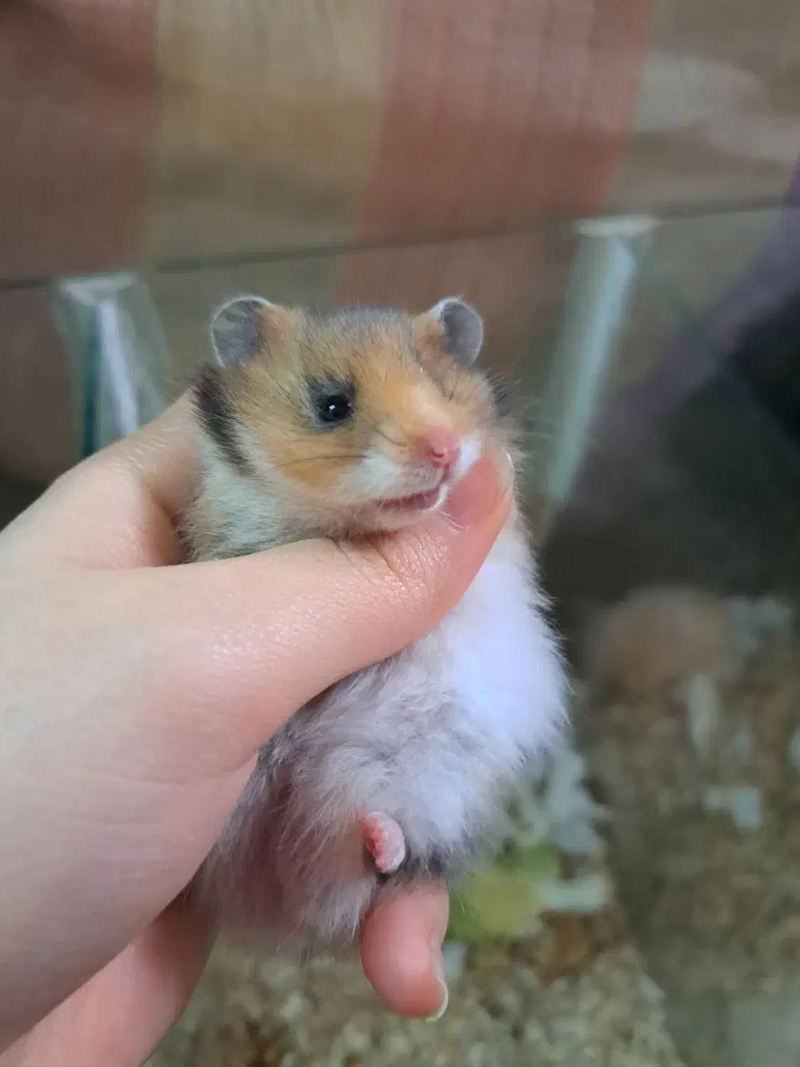 خوکچه هندی همستر|موش و خرگوش|مشهد, بلال|دیوار