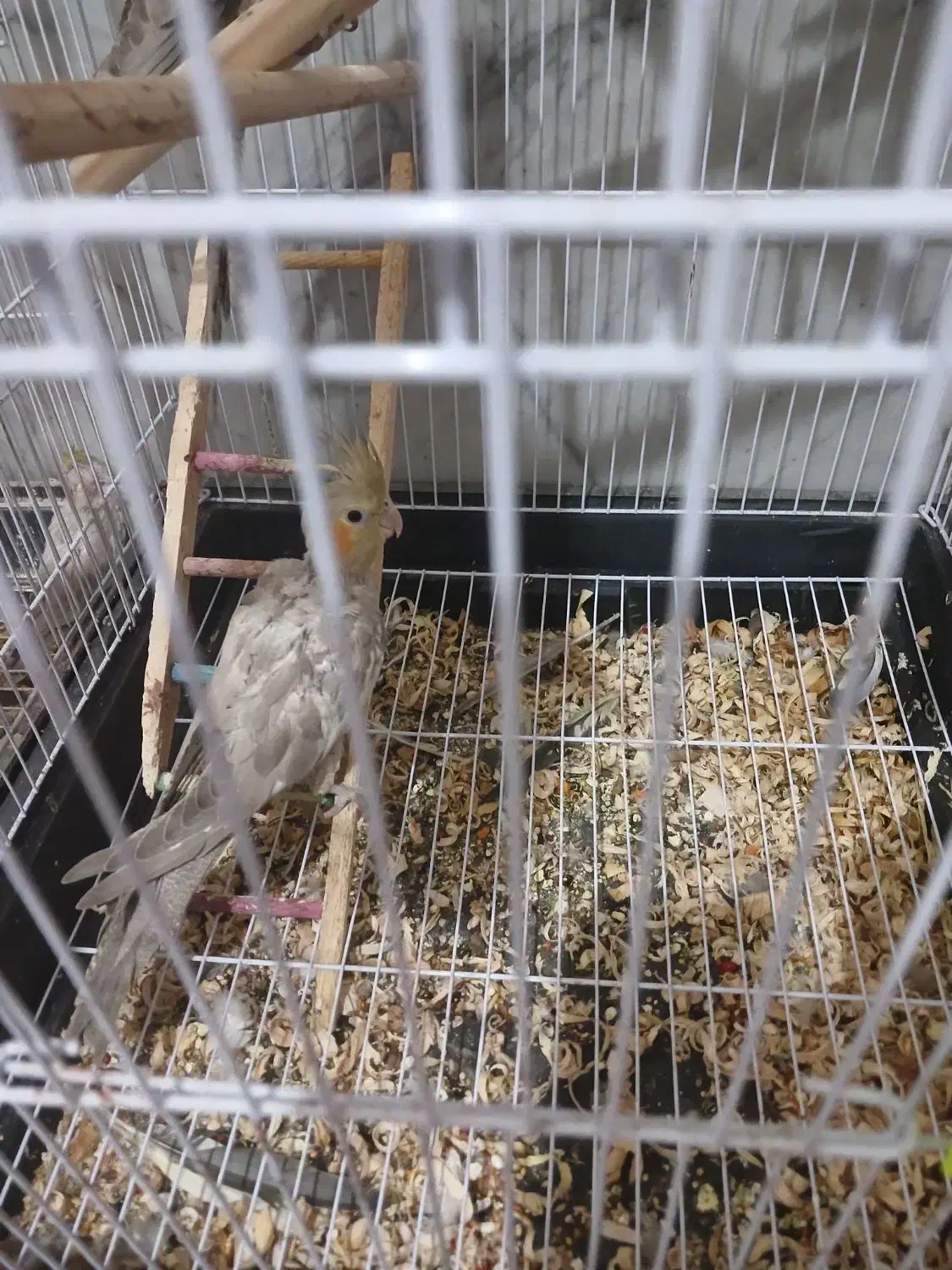 عروس هلندی|پرنده|مشهد, شهید شهریاری|دیوار