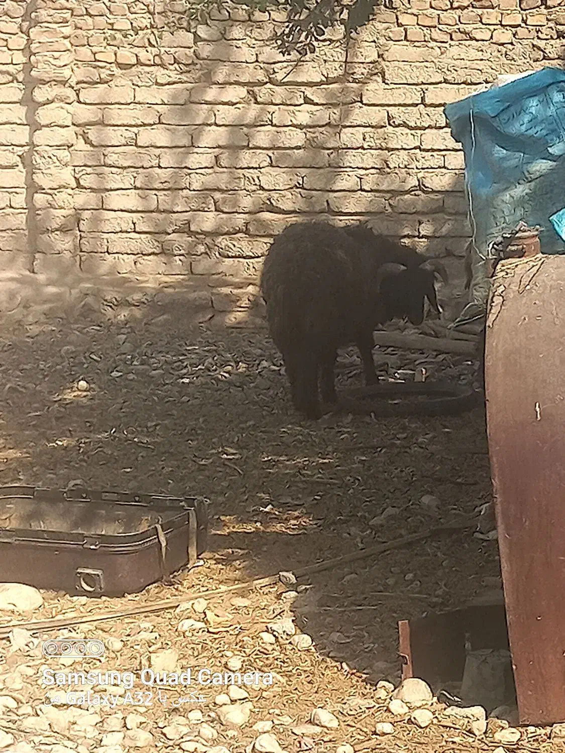 دو عدد بره نر سرحال و خوب و یک کهره نره روزگاری|حیوانات مزرعه|داراب, |دیوار