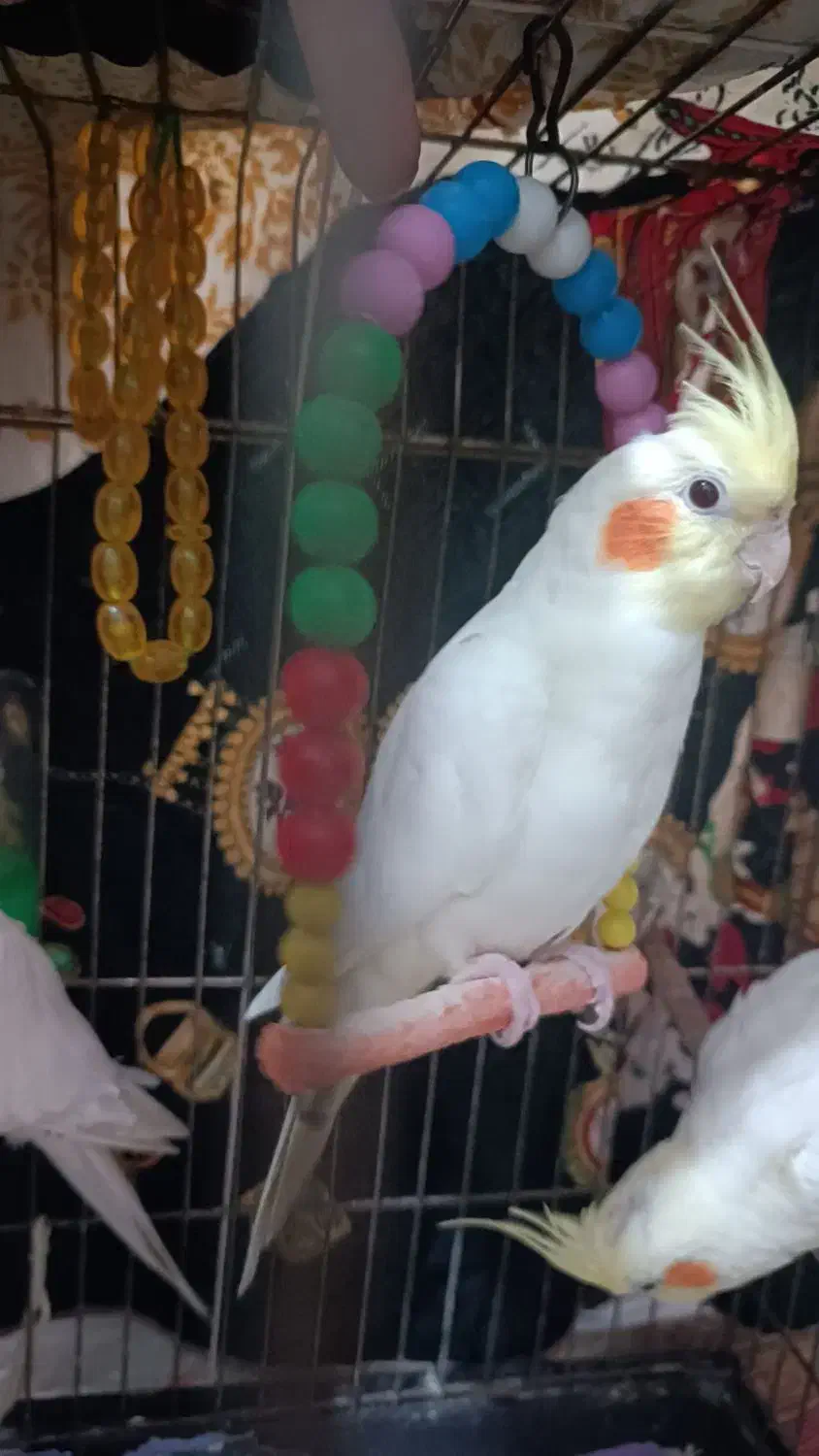 جوجه عروس هلندی ، دانه خور|پرنده|مشهد, شهید علی محمدی|دیوار