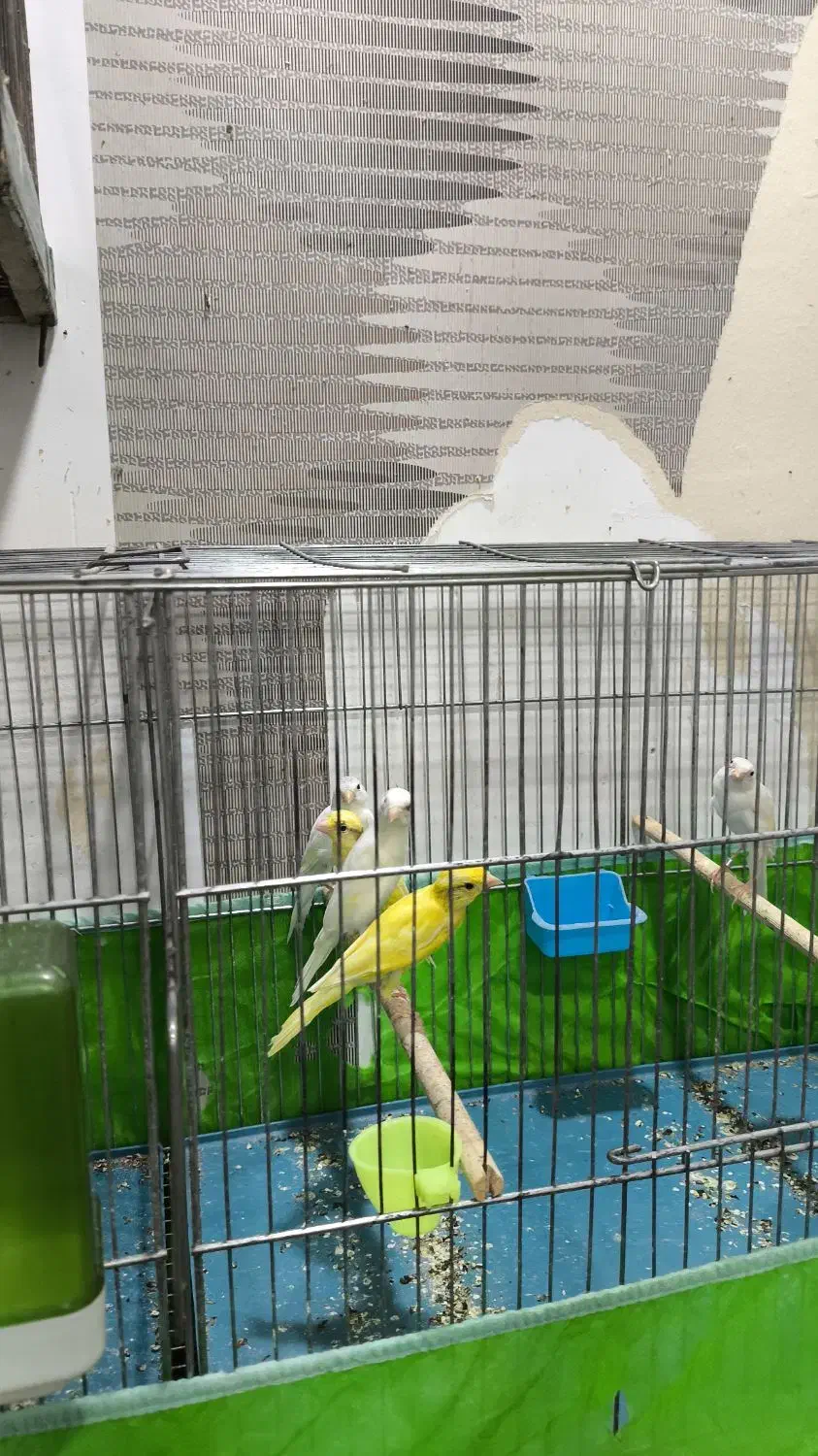 قناری|پرنده|شیراز, کوشک میدان|دیوار