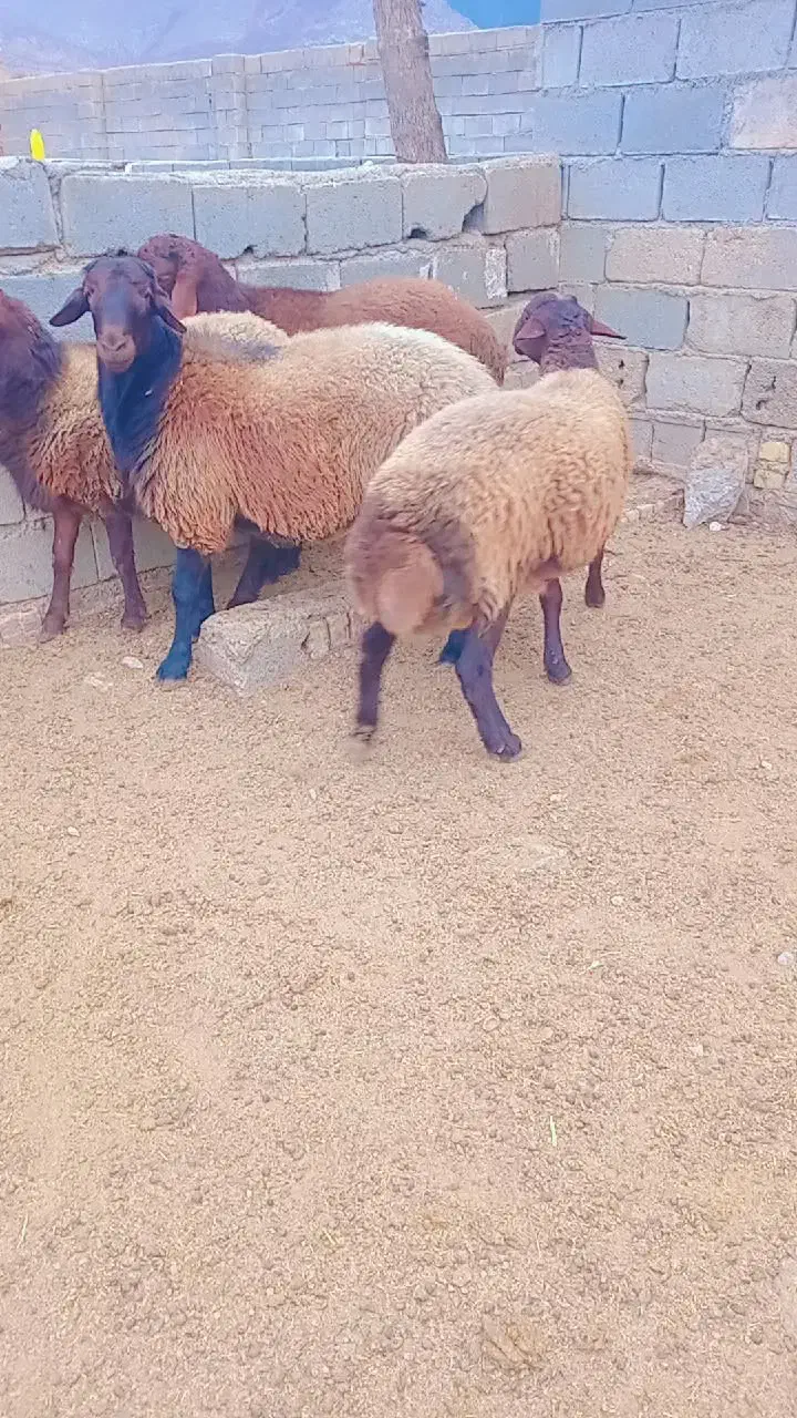 بره قوچ همو و هترو|حیوانات مزرعه|آشخانه, |دیوار