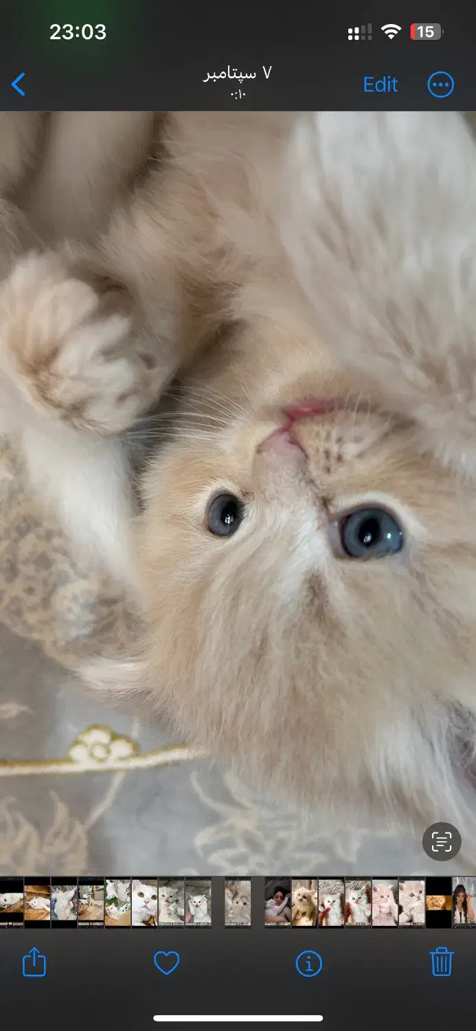 پیشی ناز گربه|گربه|مرودشت, مسجد رسول‎|دیوار