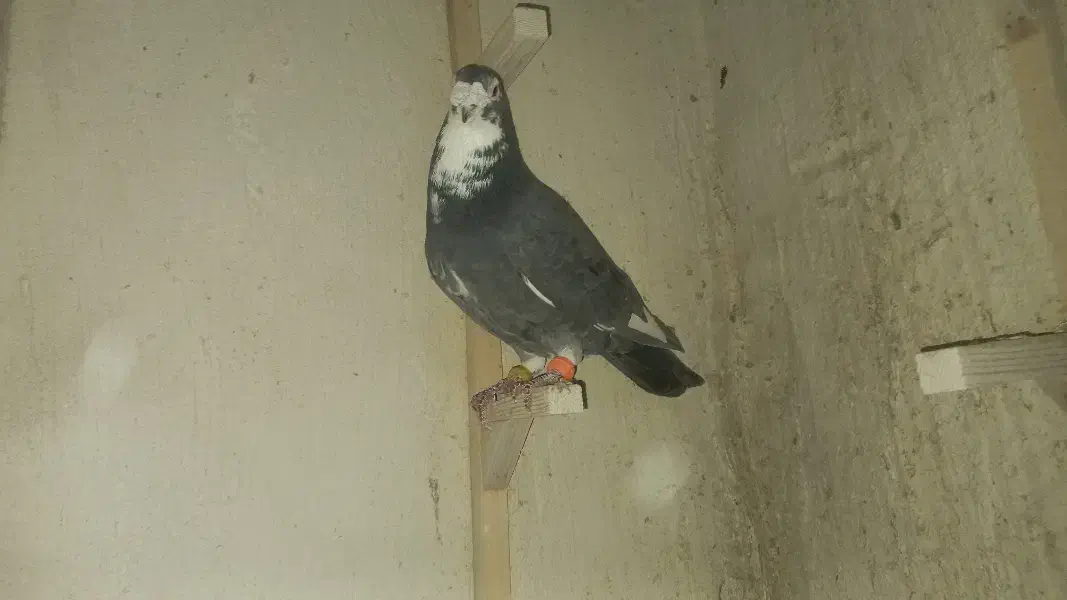 سرور سبز گرفتنی|پرنده|شیراز, کوشک میدان|دیوار