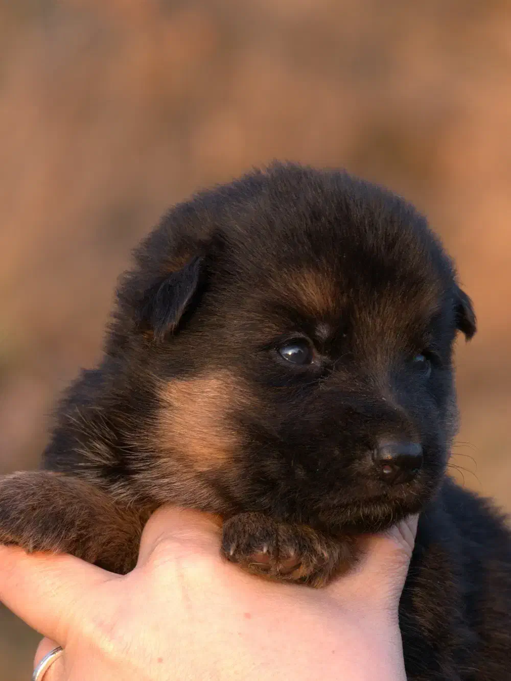 ژرمن شپرد2ماهه کینگ سایز ارجینال وارداتی فقط ۴نیم|سگ|تهران, شهرآرا|دیوار