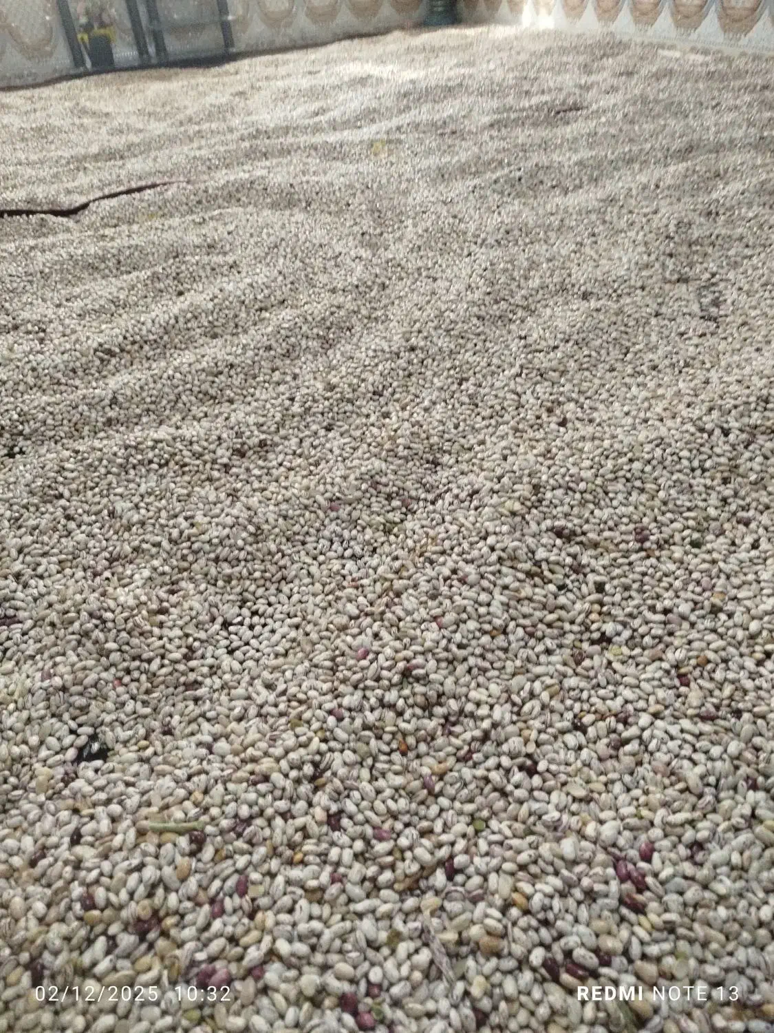 لوبیا|خوردنی و آشامیدنی|گراش, |دیوار