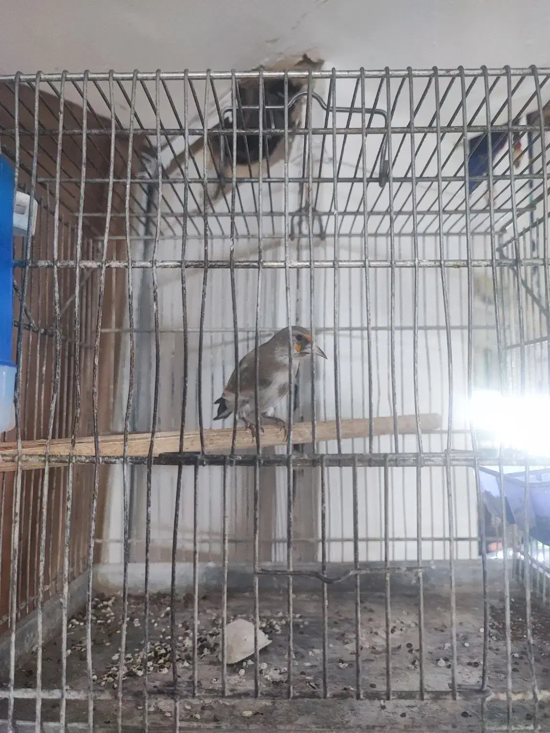 فروش سهره کرمانی درجه یک با قفس|پرنده|قم, چهار مردان|دیوار