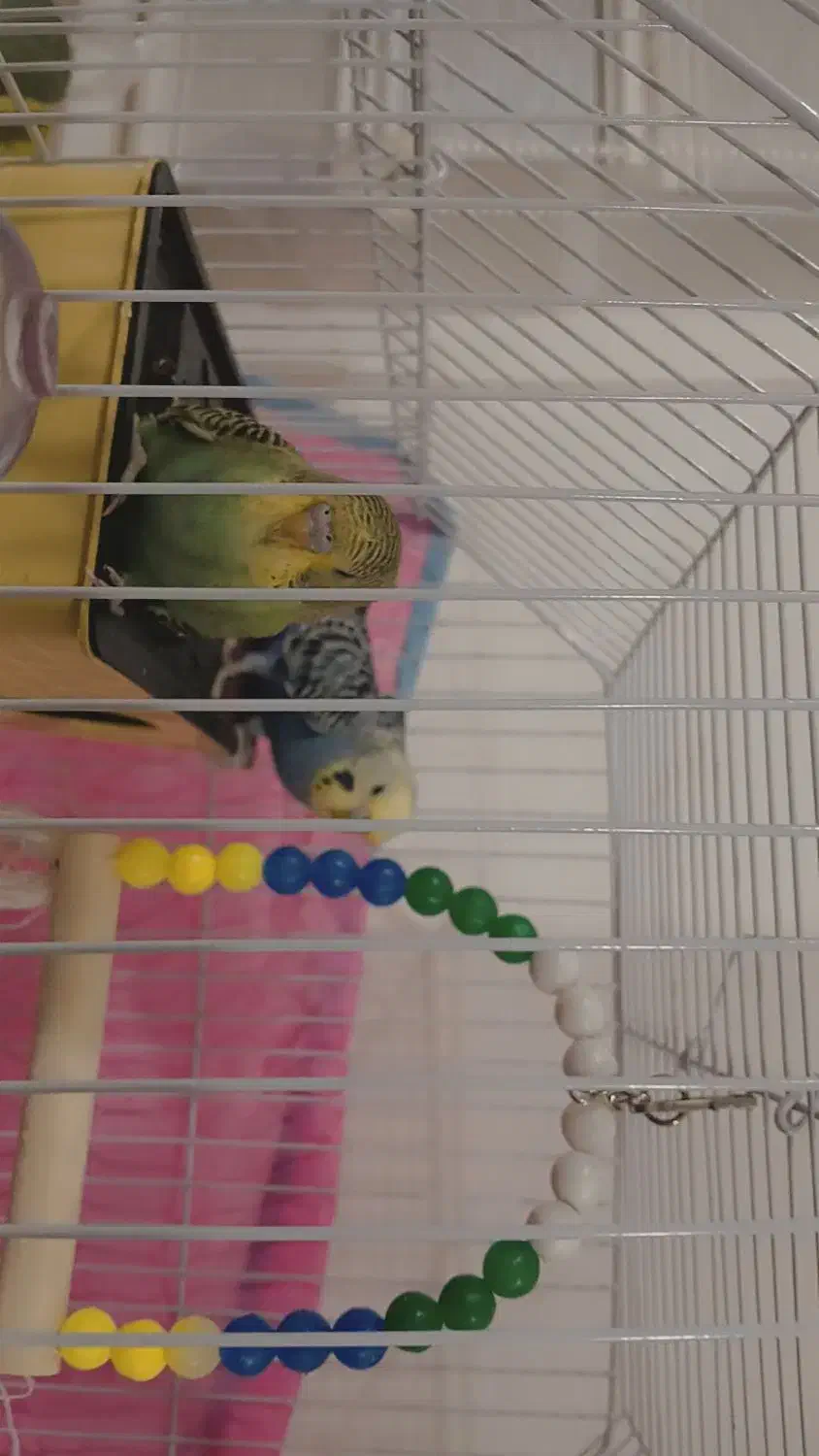 مرغ عشق|پرنده|سلطانیه, |دیوار