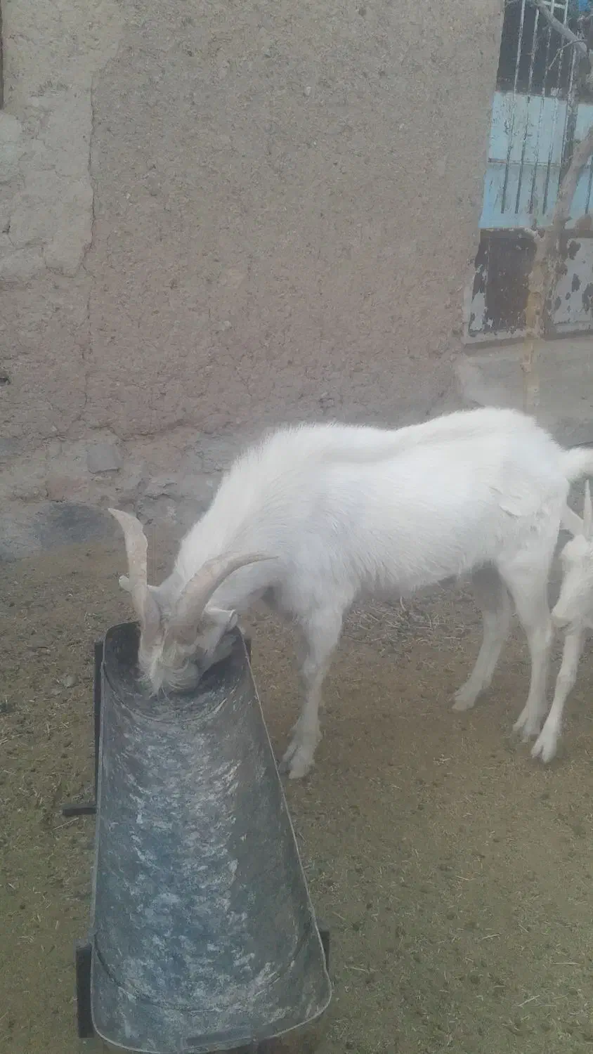 فروش چبش سانن|حیوانات مزرعه|قهستان, |دیوار