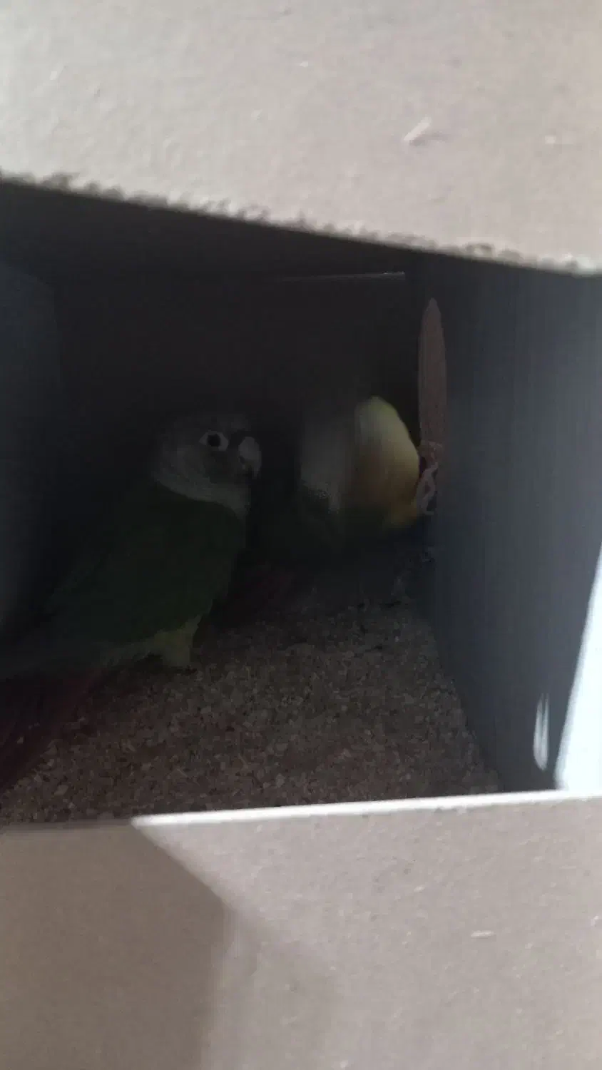 گیرینجیک|پرنده|شاهینشهر, فیض|دیوار