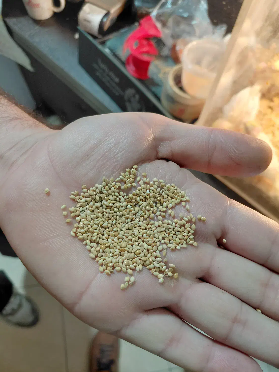 ارزن درشت ایرانی سورت شده تمیز|لوازم جانبی حیوانات|قدس, شهر‌قدس|دیوار