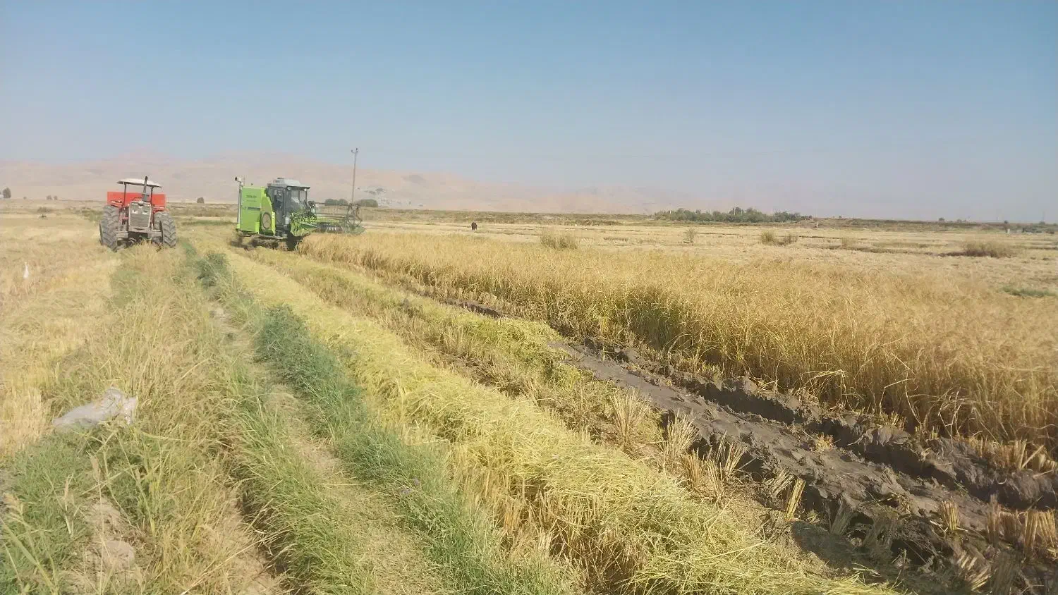 برنج محلی دورود|خوردنی و آشامیدنی|تهران, مرزداران|دیوار