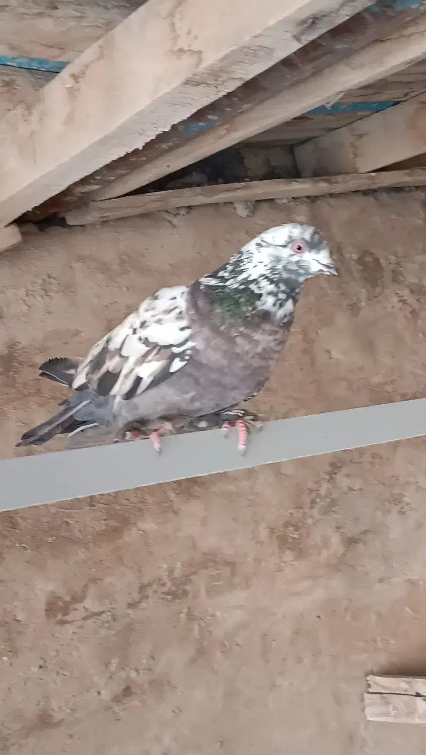 کفتر|پرنده|اردکان, |دیوار