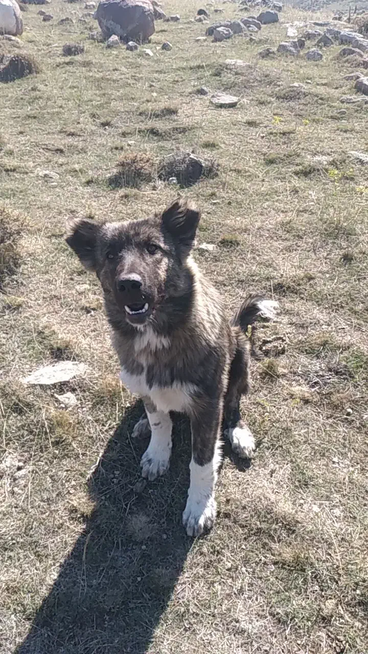 توله ۵ ماهه کمیاب از نژاد تخماق|سگ|مشگین شهر, |دیوار