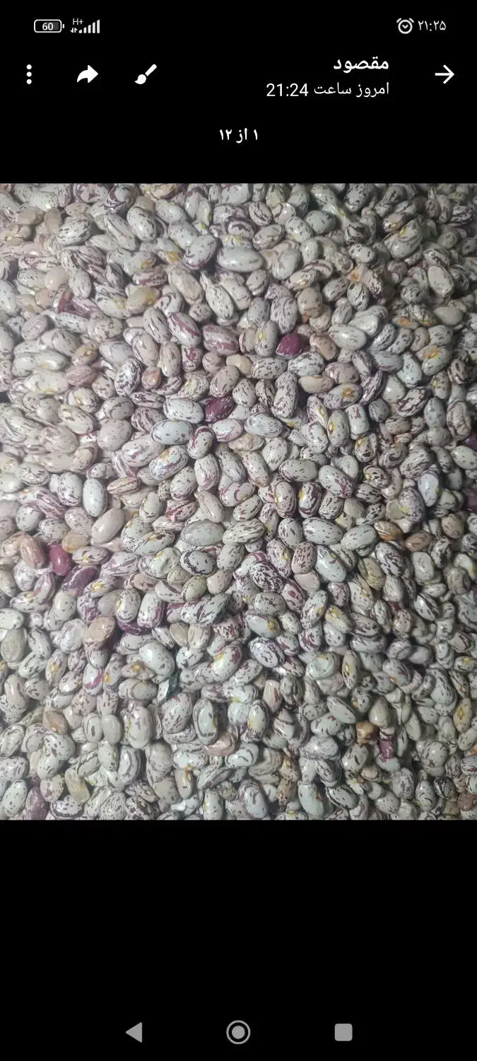 لوبیا چیتی بوجاری شده دده بابا ماشی|خوردنی و آشامیدنی|قصابه, |دیوار