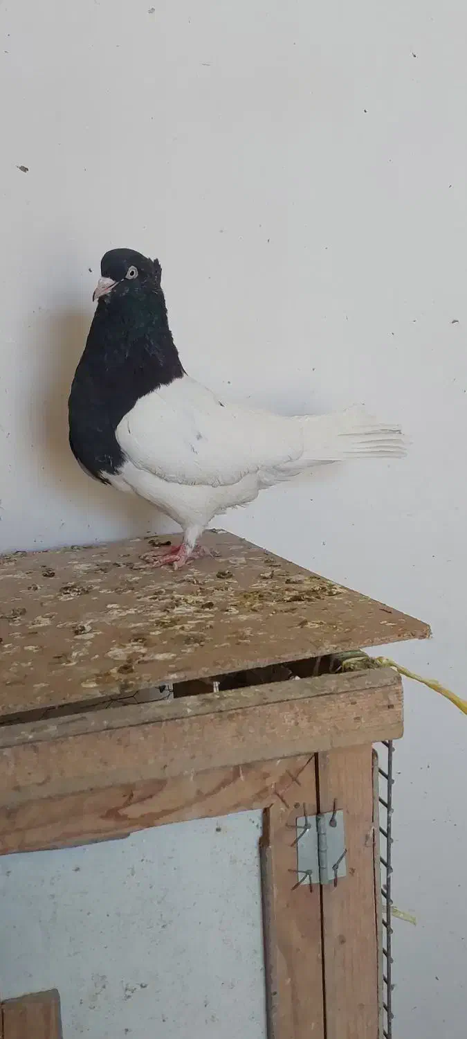 کله رنگه ، سینه سیاه|پرنده|مشهد, رضاییه|دیوار