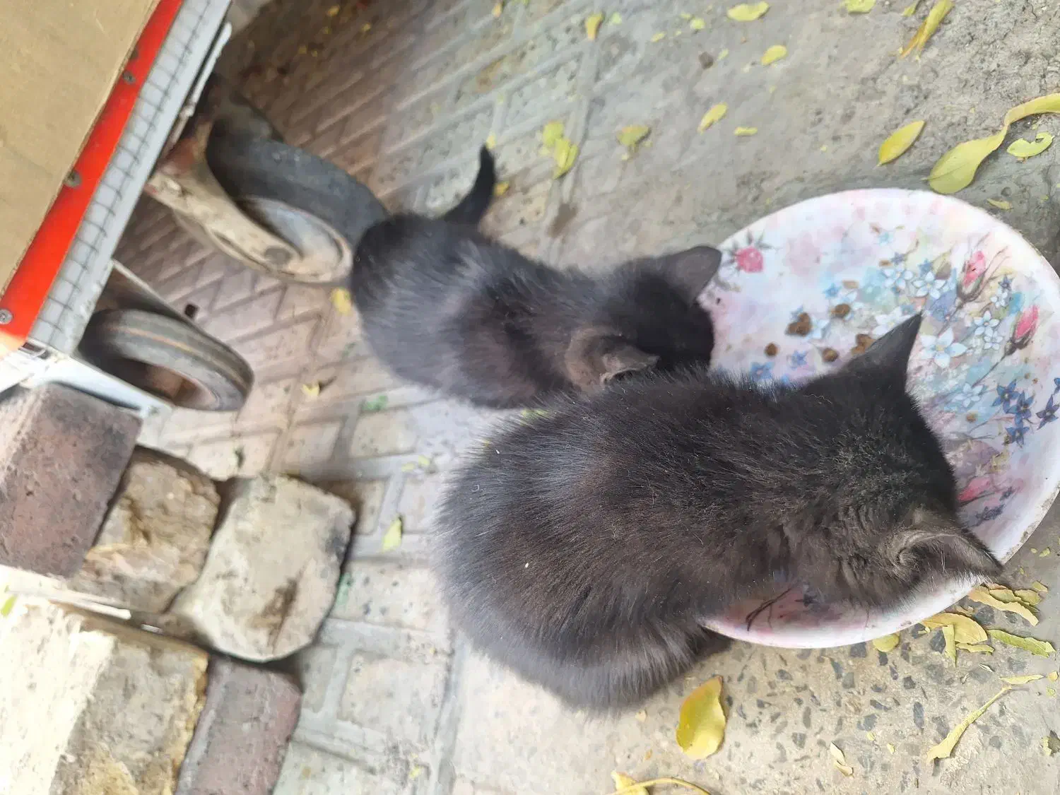 واگذاری بچه گربه.مادرشاباتله گرفتندگرسنه اند|گربه|مبارکه, |دیوار