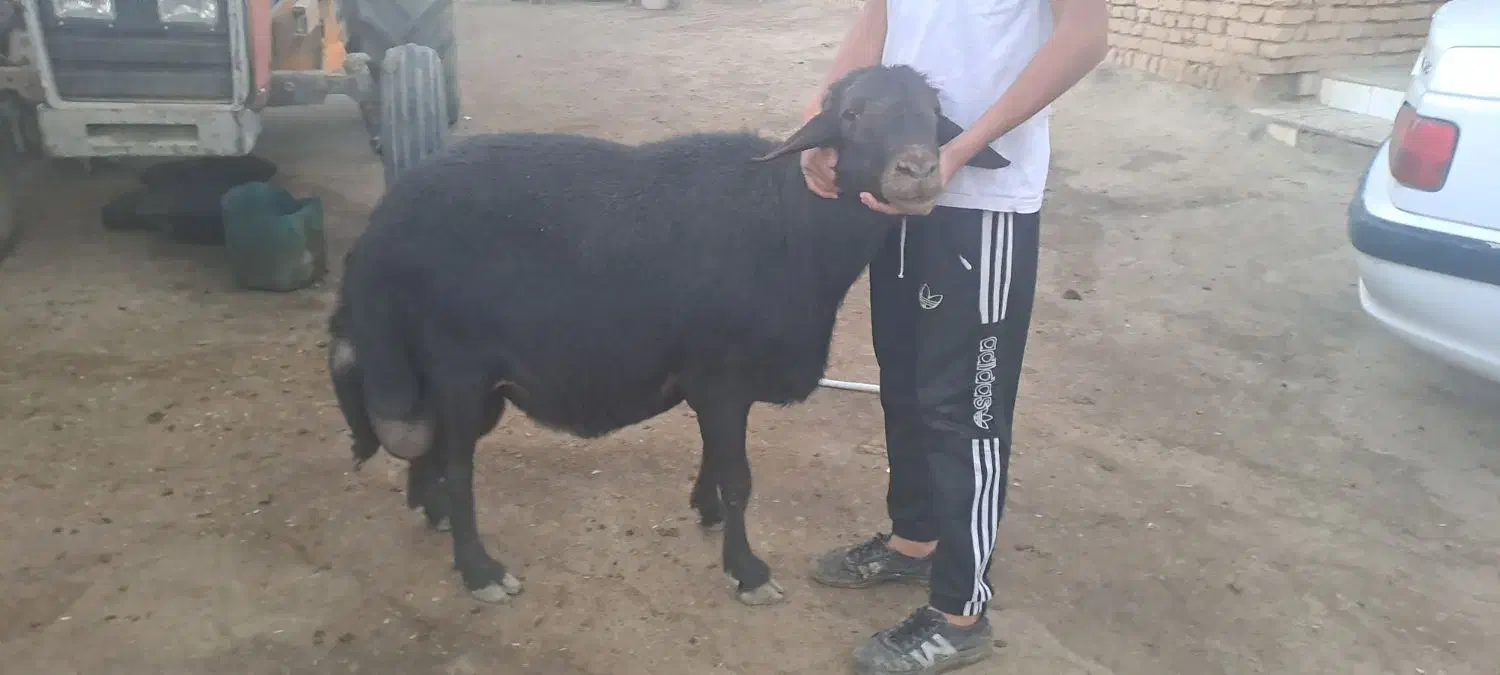 قوچ قره قزل لخت|حیوانات مزرعه|قره چای, |دیوار