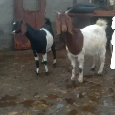 دوراس بز|حیوانات مزرعه|قم, ولیعصر|دیوار