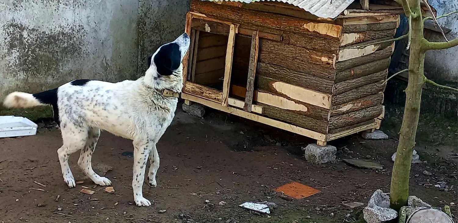 سگ گمشده|حیوانات|آستانه اشرفیه, |دیوار