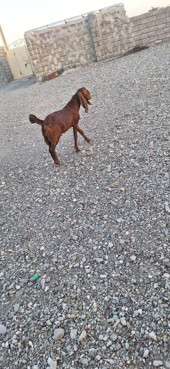 کهره نر|حیوانات مزرعه|رودخانه, |دیوار