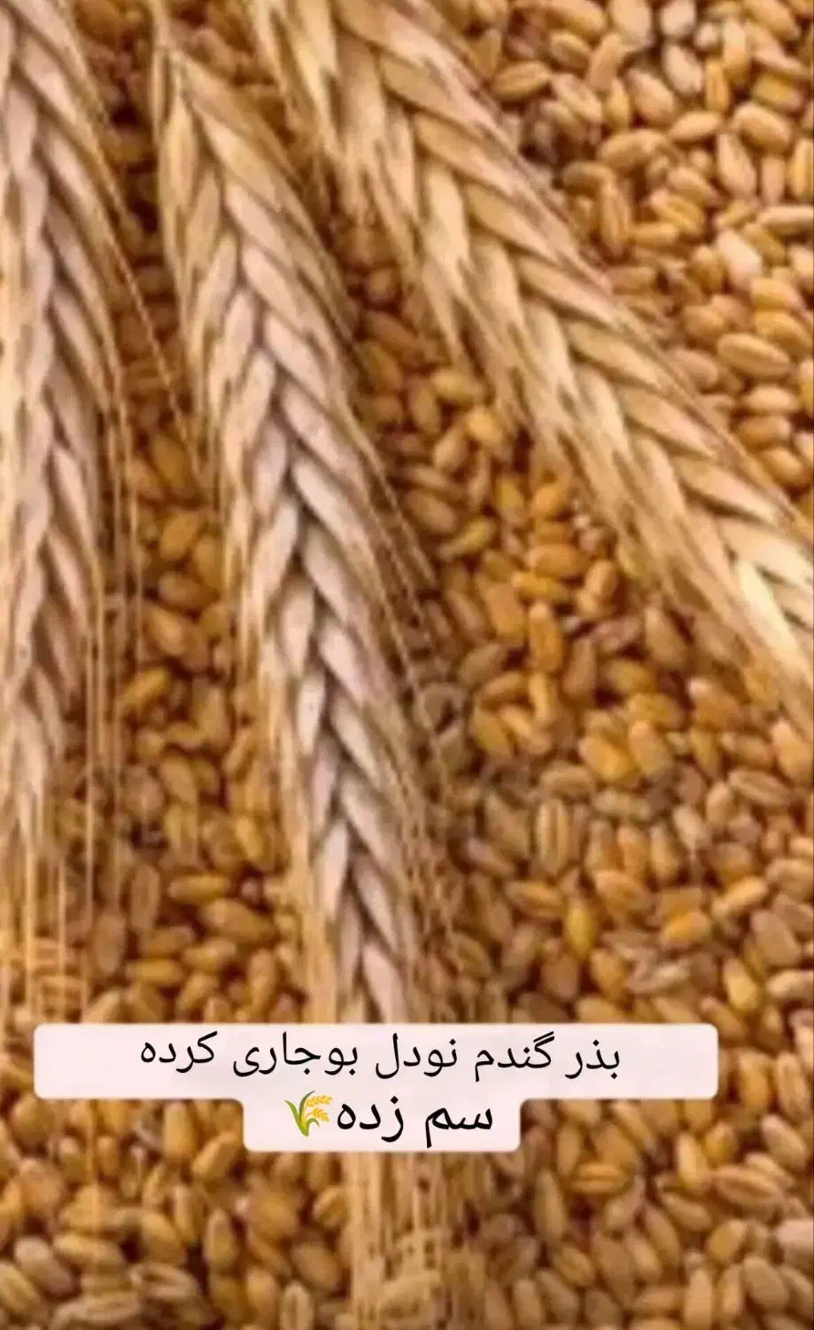 گندم بذری نودل بوجاری شده|عمده‌فروشی|کلاله, |دیوار