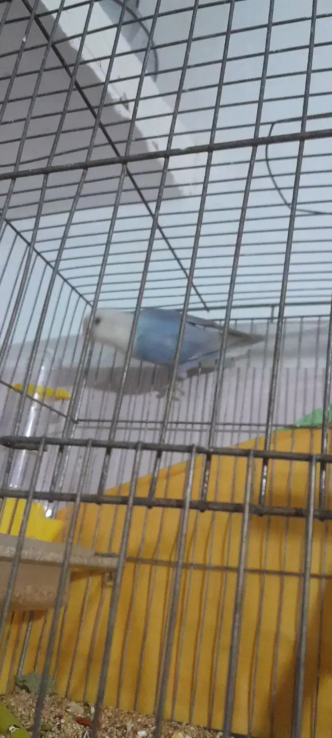 کوتوله آبی|پرنده|سبزوار, پیروزی|دیوار