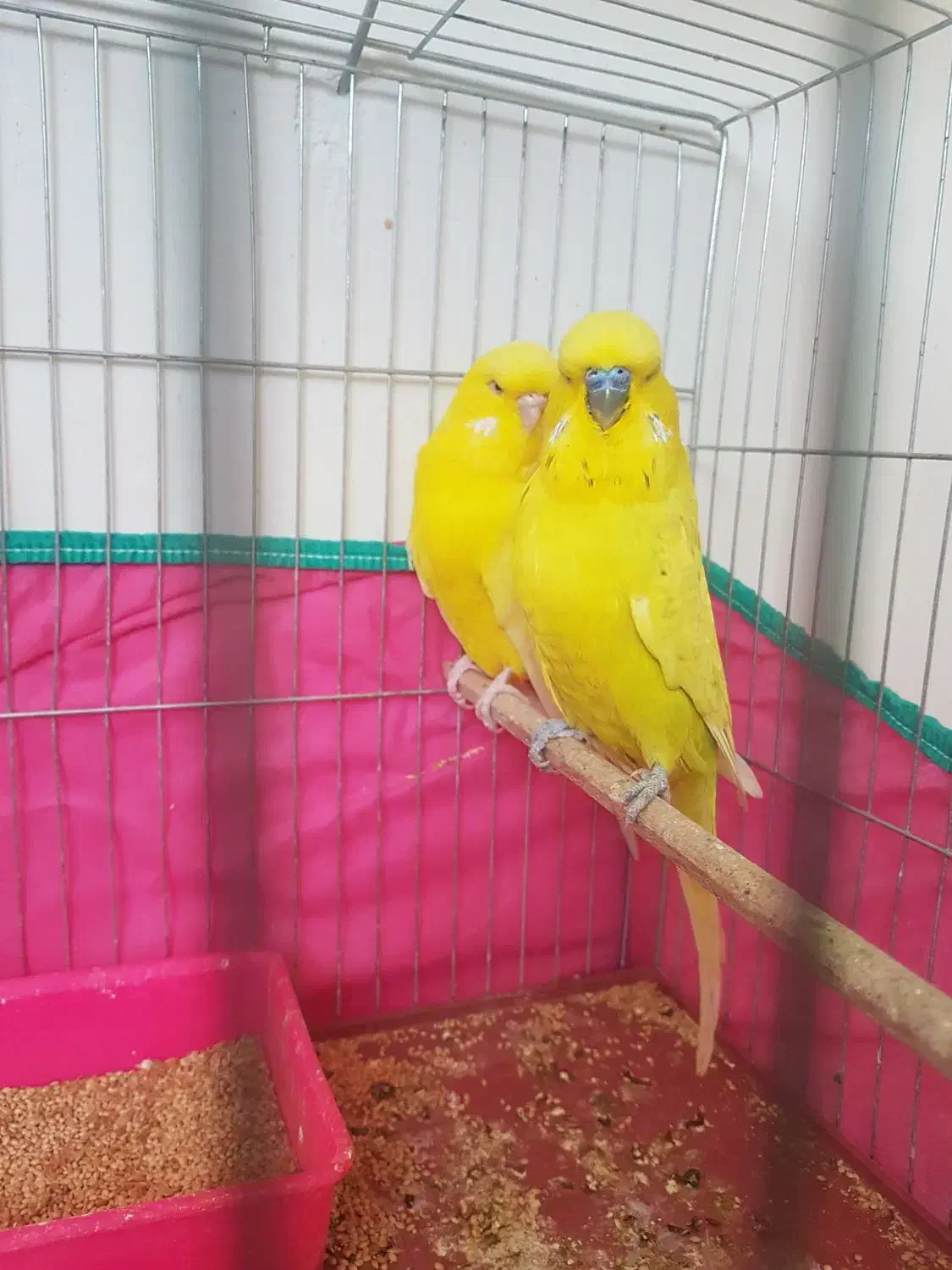 فروش مرغ عشق ،انگلیسی گرید بالا لوتینو،آلبینو،|پرنده|شیراز, گلشن|دیوار