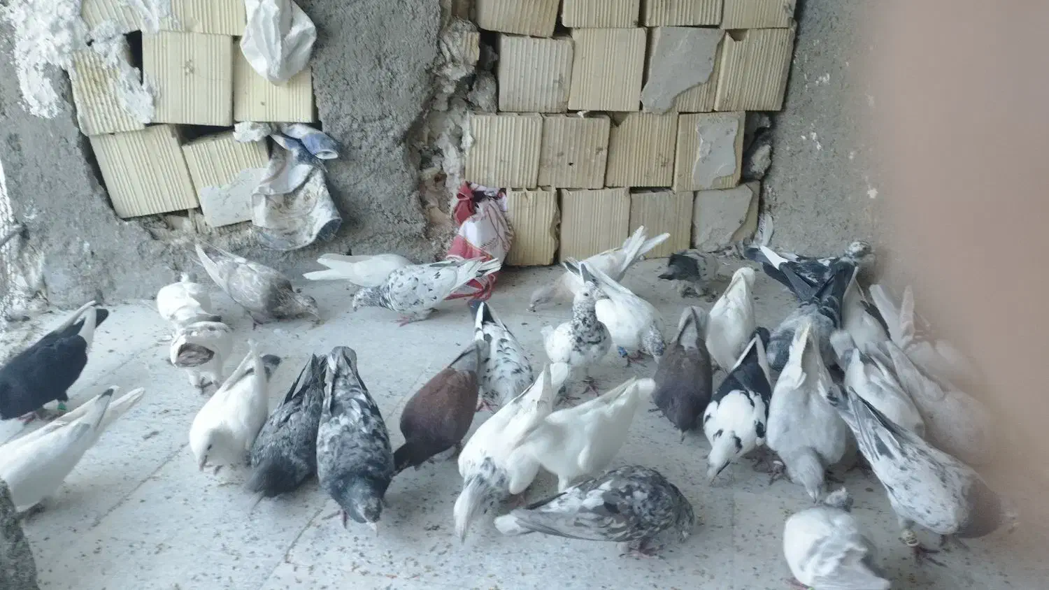 کبوتر بیرونی دسته اولی فسا|پرنده|شیراز, کیان آباد|دیوار