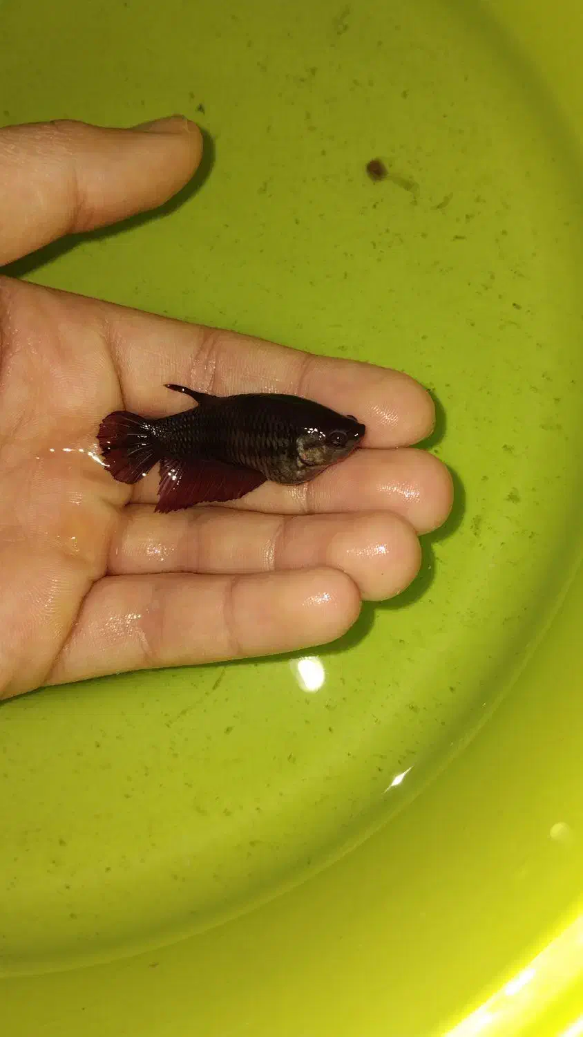 ماهی فایتر|ماهی|اردبیل, |دیوار