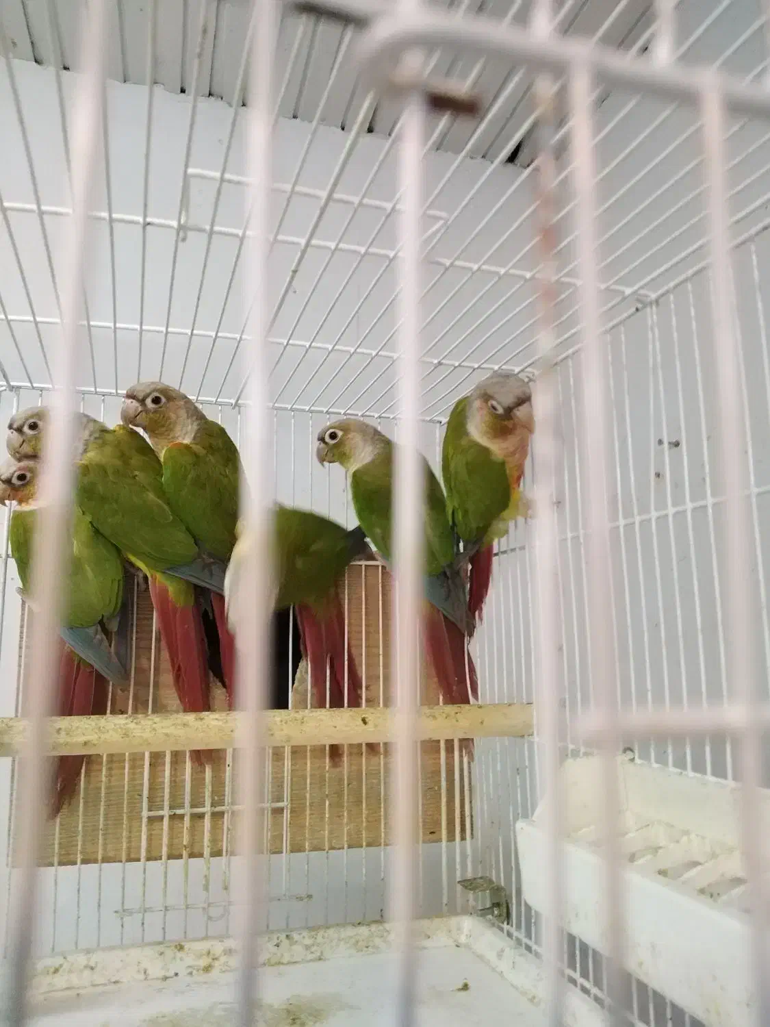 دنیای پرندگان زینتی|پرنده|رشت, قاسمیه|دیوار