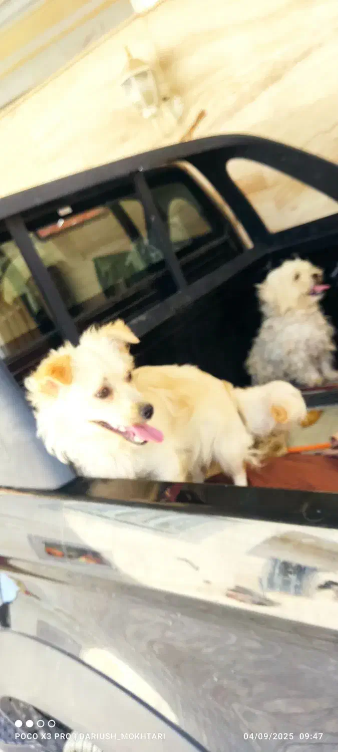 سگ پشمالو معاوضه با کفتر پلاکی|سگ|ارم, |دیوار