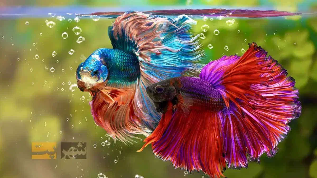 کارشناس قسمت تولید و پرورش ماهیان زینتی|استخدام صنعتی، فنی، مهندسی|آستانه اشرفیه, |دیوار