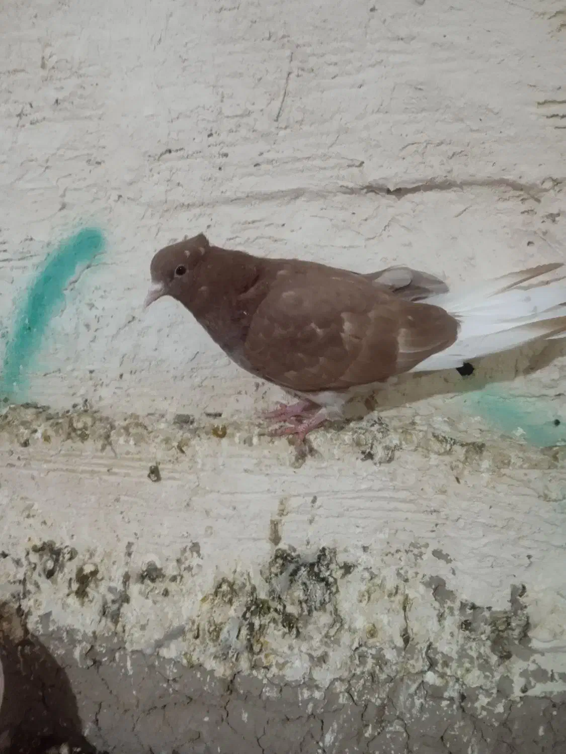 کبوتر دم سفید|پرنده|مشگین شهر, |دیوار