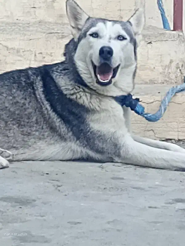 هاسکی گم شده|حیوانات|جلین, |دیوار