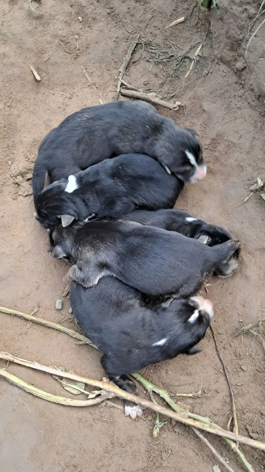 توله سگ ژرمن واگذاری|سگ|لشت نشا, |دیوار