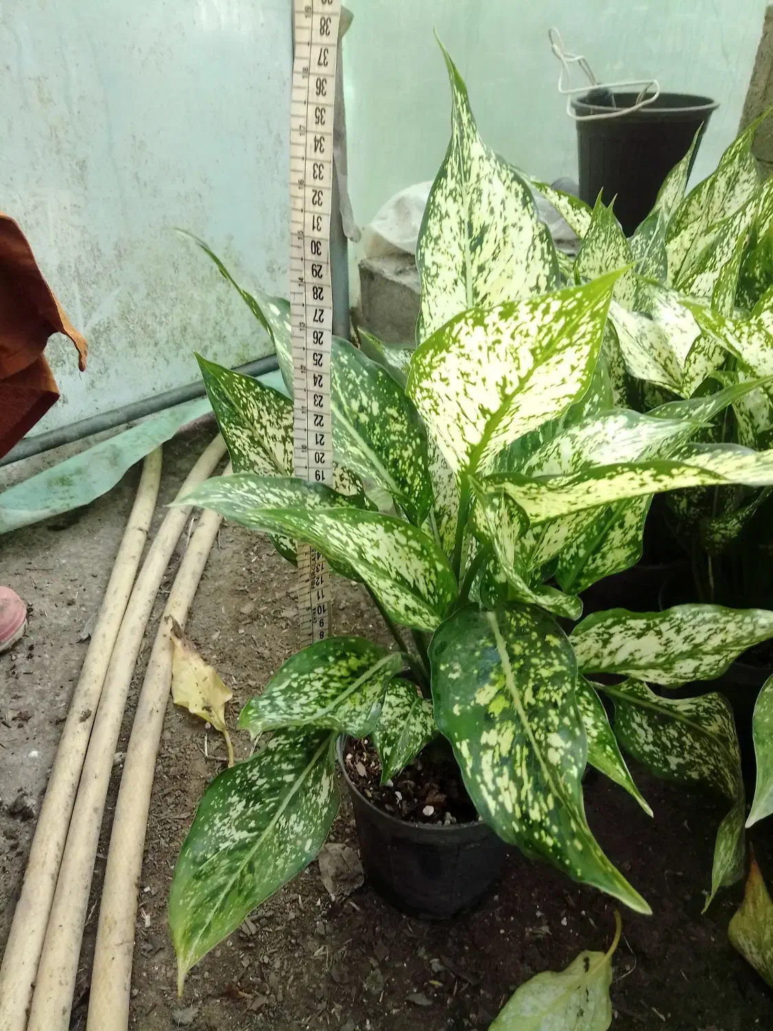 گل طبیعی آگلونما برفی گلدون ۱۴|گل و گیاه طبیعی|زرگرشهر, |دیوار