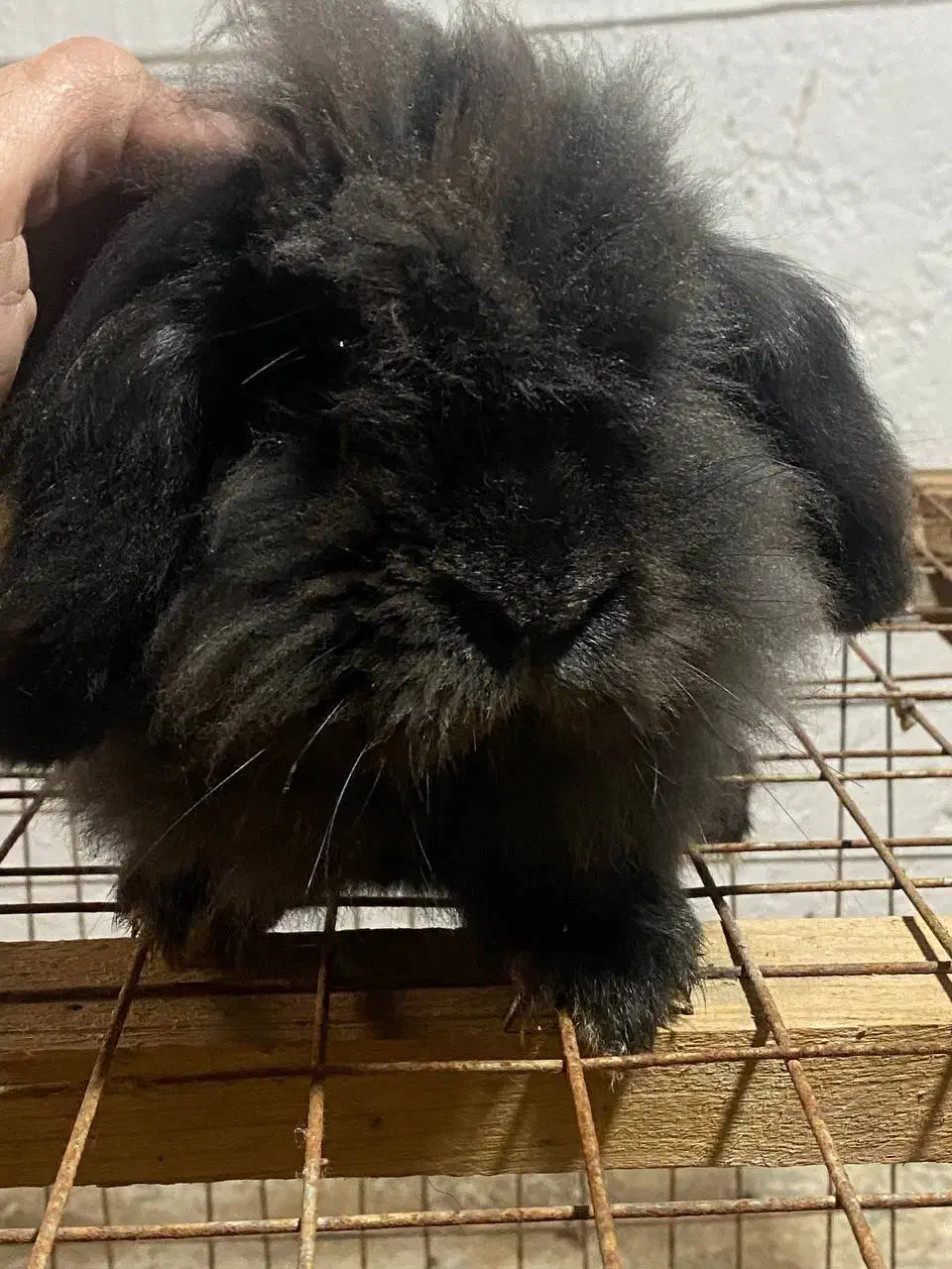 واگذاری خرگوش|موش و خرگوش|بابکان, |دیوار