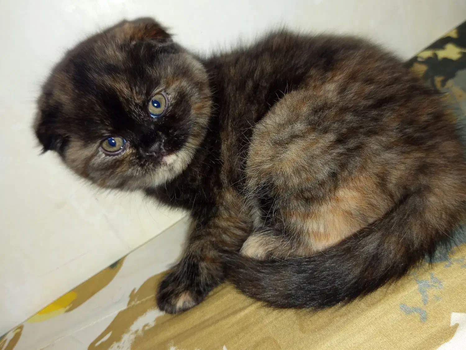 گربه|گربه|نیشابور, دارایی|دیوار