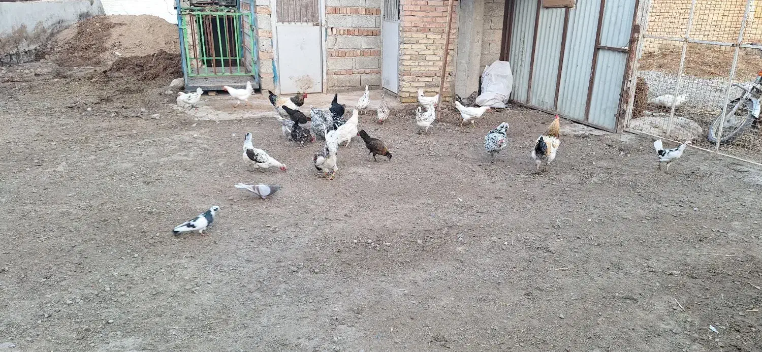 مرغ گلین لری اصل طبیعی|حیوانات مزرعه|پارسآباد, |دیوار