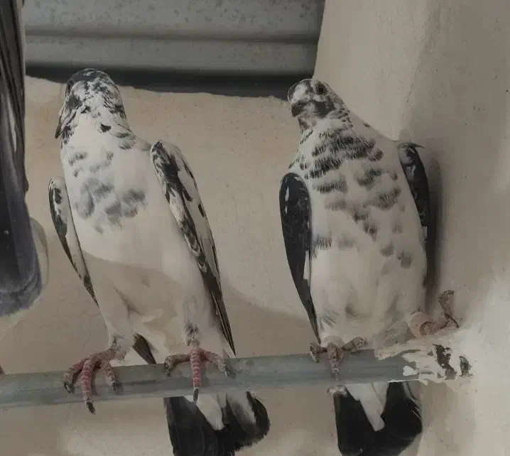 سار و سوسکی بزک|پرنده|مشهد, کوی المهدی|دیوار