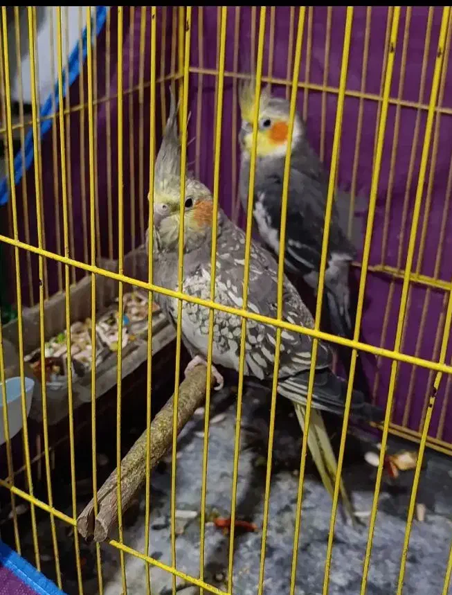 عروس هلندی|پرنده|بندر ماهشهر, |دیوار