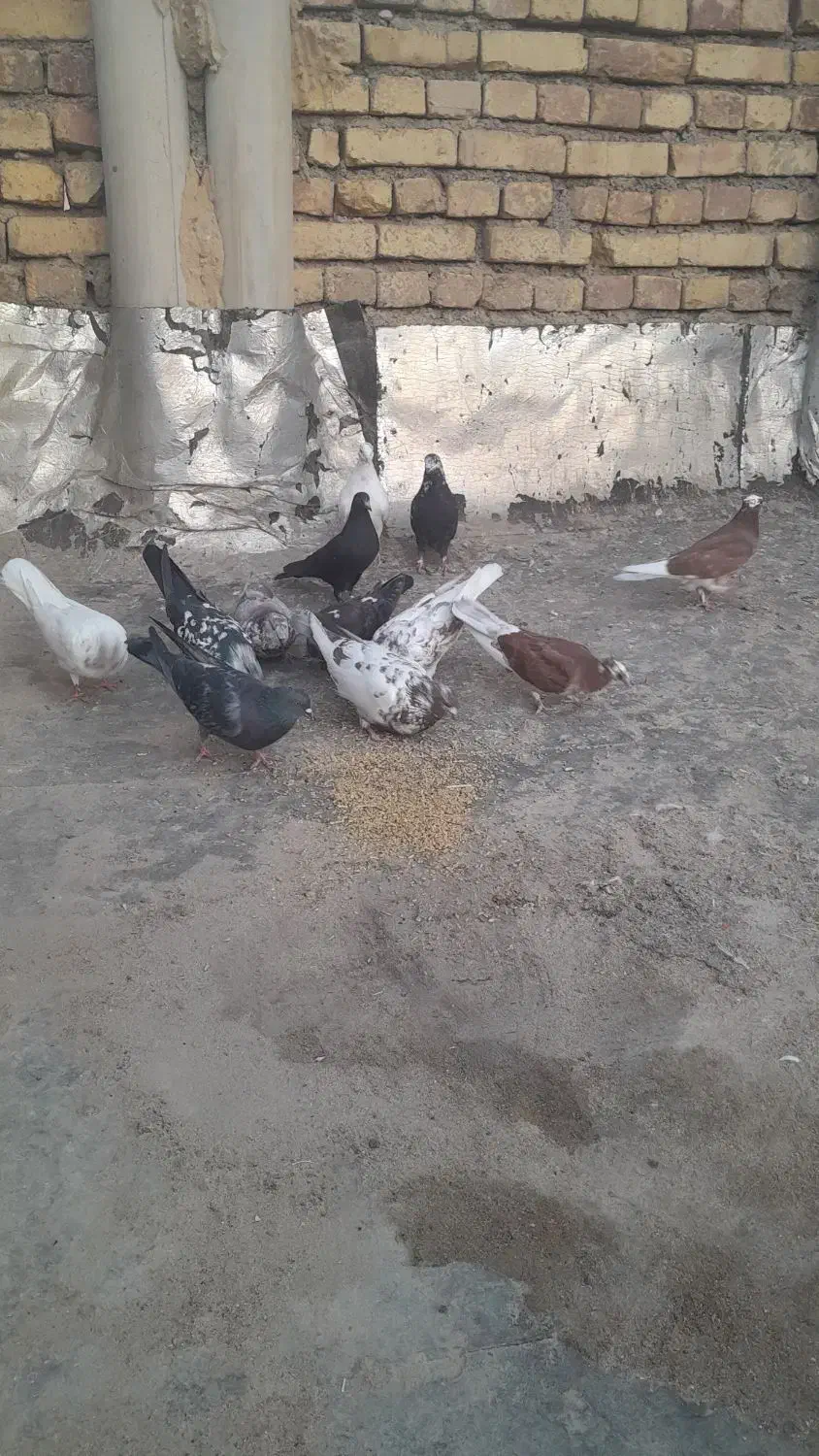 کفتر|پرنده|قره چای, |دیوار