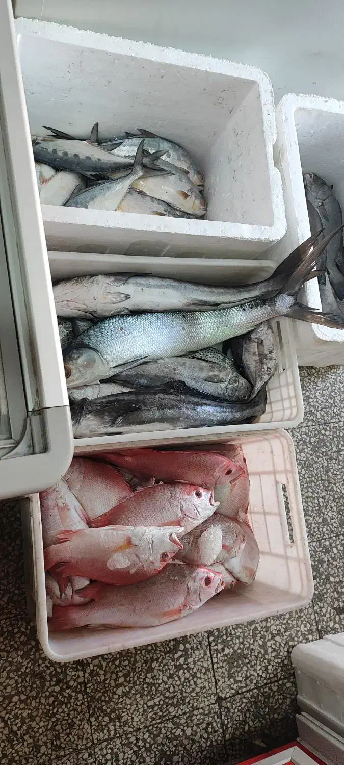 سلام انواع ماهی دریایی بوشهر رسید|ماهی|یزد, |دیوار