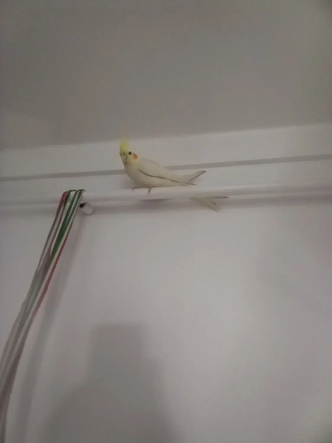 ۲ عدد طوطی هلندی نر و ماده|پرنده|سقز, |دیوار