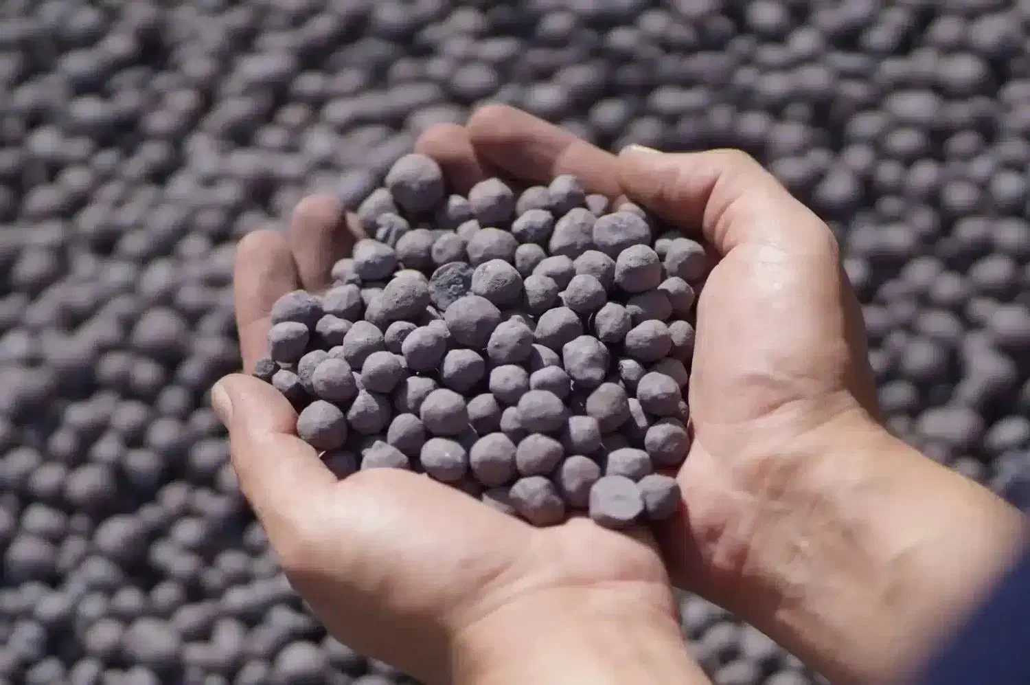 گندله گل گهر|عمده‌فروشی|سیرجان, |دیوار