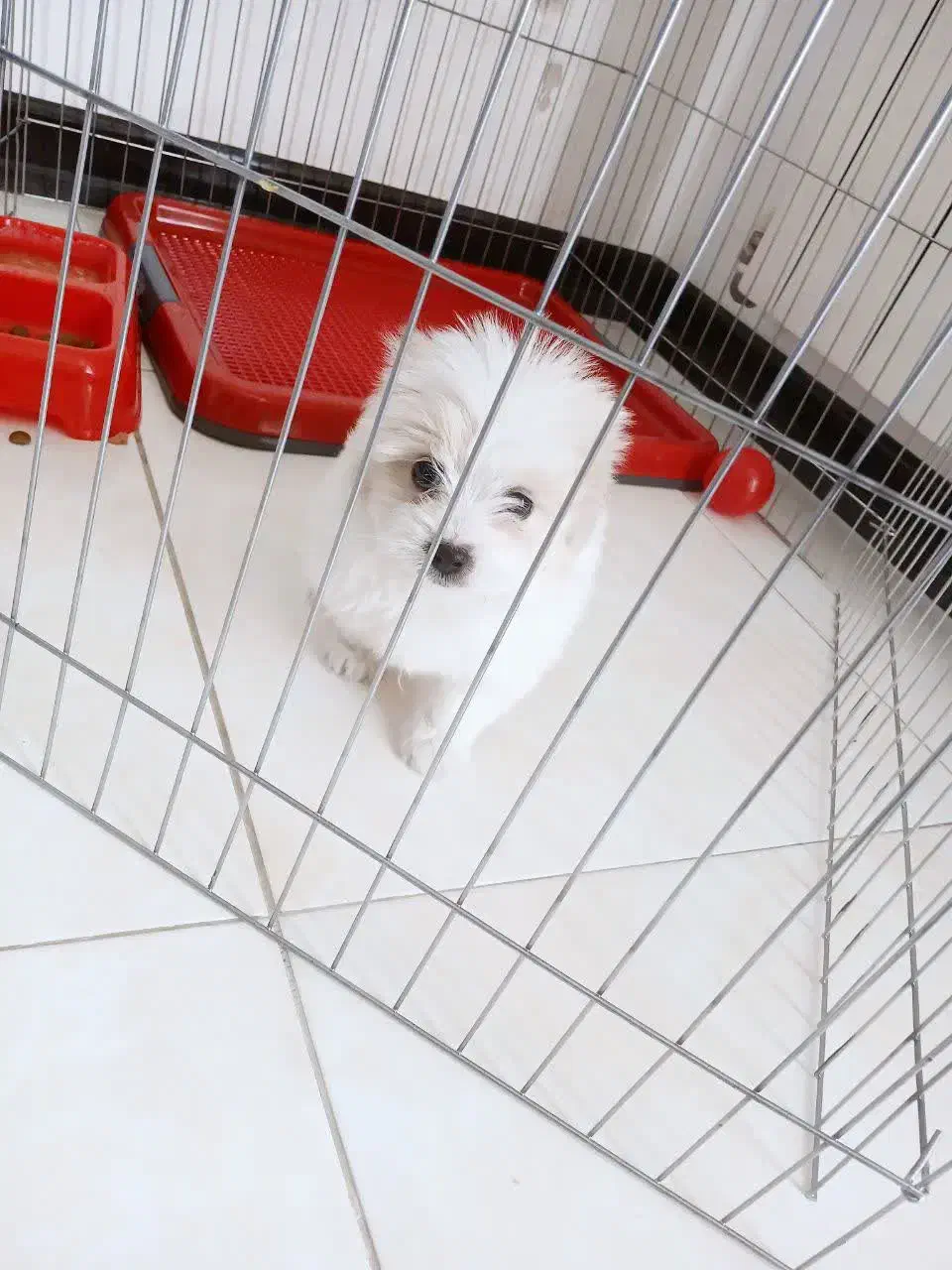 سگ شیتزو|سگ|اصفهان, بهارستان|دیوار