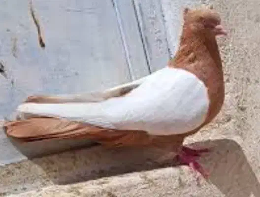 سینه زد|پرنده|خمینی‌شهر, |دیوار